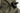 CARINTHIA G-loft Booties - OD-CARINTHIA-