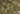 Plate carrier Invader Gear DACC Lightweight — Od