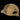 BBC VENT Cap - PolyCotton Ripstop - Coyote-HELIKON-