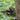 KMCS Mitznefet with 3D Leaves - Next-Gen Green